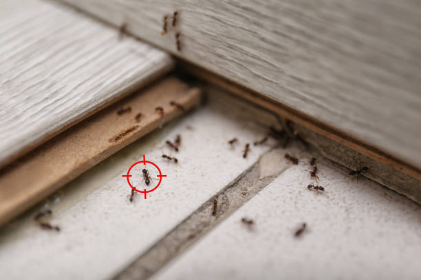 Best Best Pest Control Companies  in Leander, TX