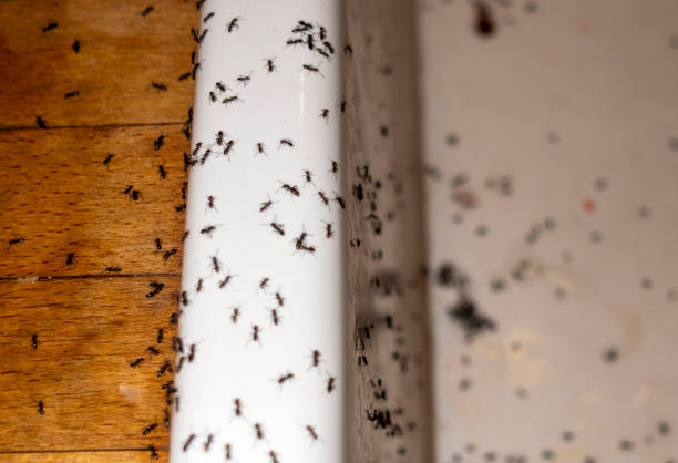 Best Bed Bug Extermination  in Leander, TX