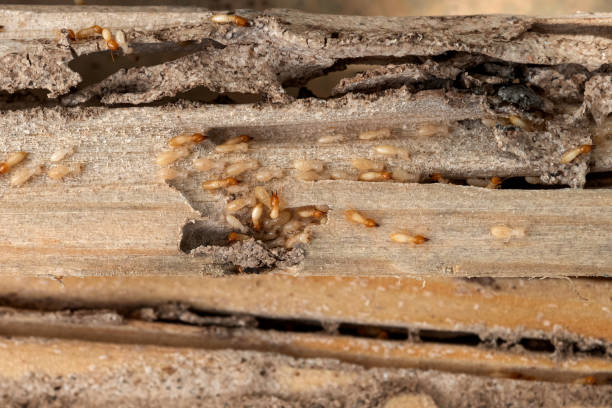 Best Pest Control for Restaurants  in Leander, TX